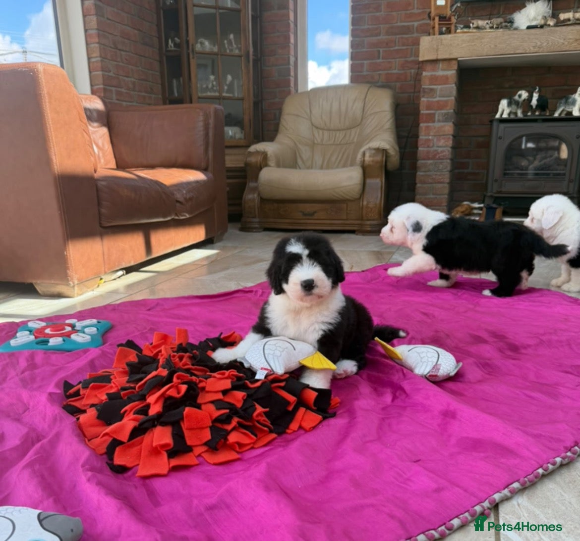 Old English Sheepdog dogs for sale: Old English sheep pups  - Advert 1