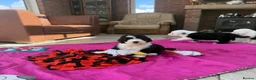 Old English Sheepdog dogs for sale: Old English sheep pups  - Advert 20