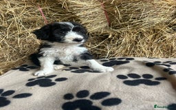 Bordoodle dogs for sale: Beautiful Bordoodle puppies - Image 19