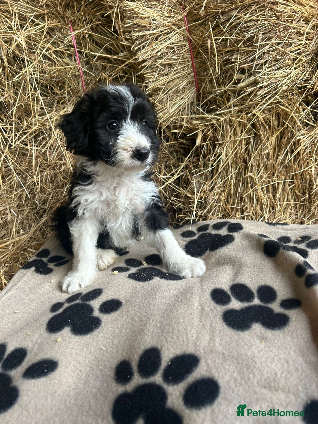 Bordoodle dogs for sale: Beautiful Bordoodle puppies - Image 19