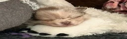 Pomeranian dogs for sale: Only UK Pomeranian Pups All 263 DNA tests clear  in Bishop Auckland - Advert 9