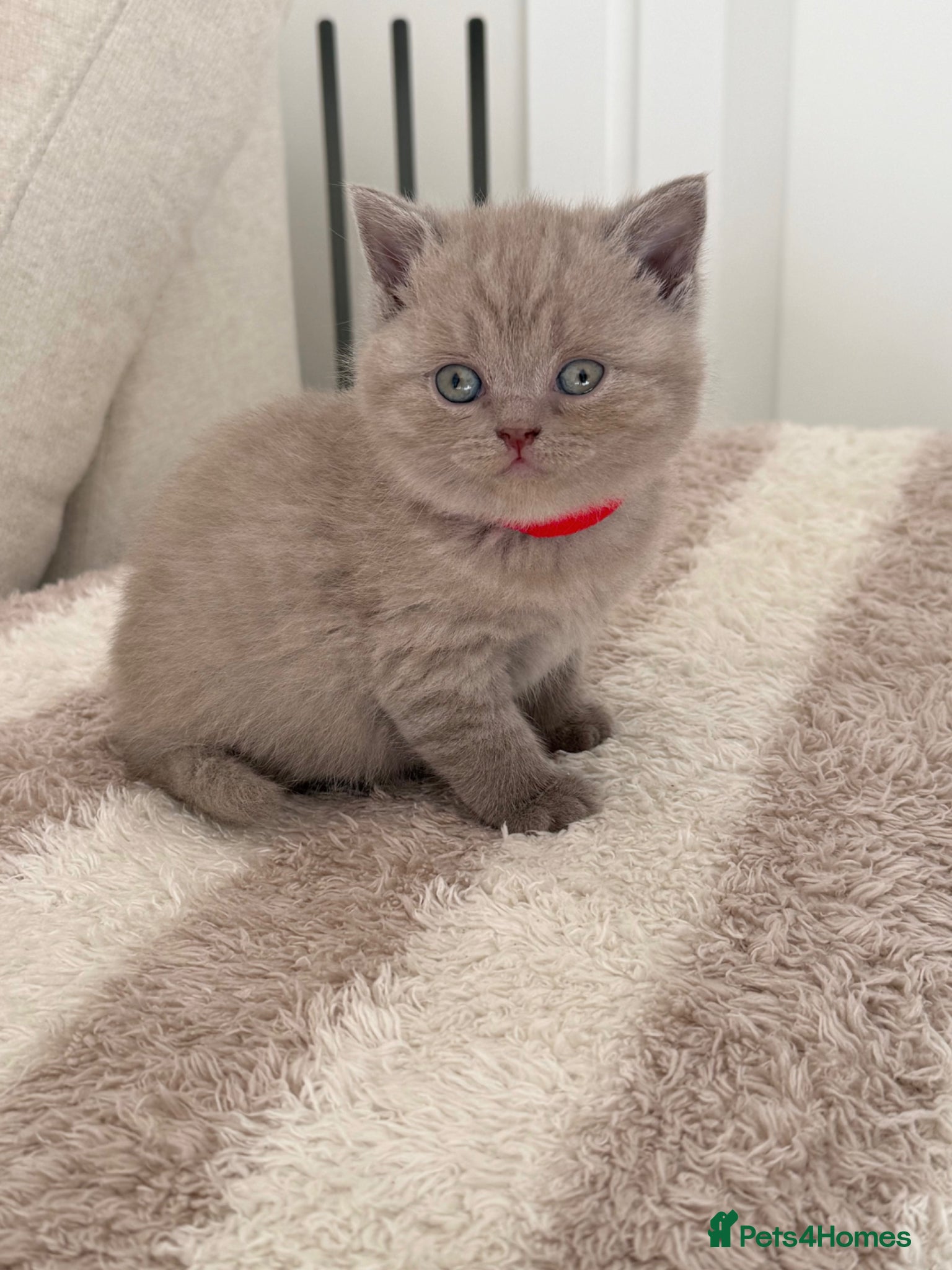Scottish Fold cats 🐾 Adorable Scottish Straight Kittens for Sale 🐾 - Advert 9