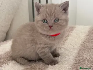 Scottish Fold cats 🐾 Adorable Scottish Straight Kittens for Sale 🐾 - Advert 9