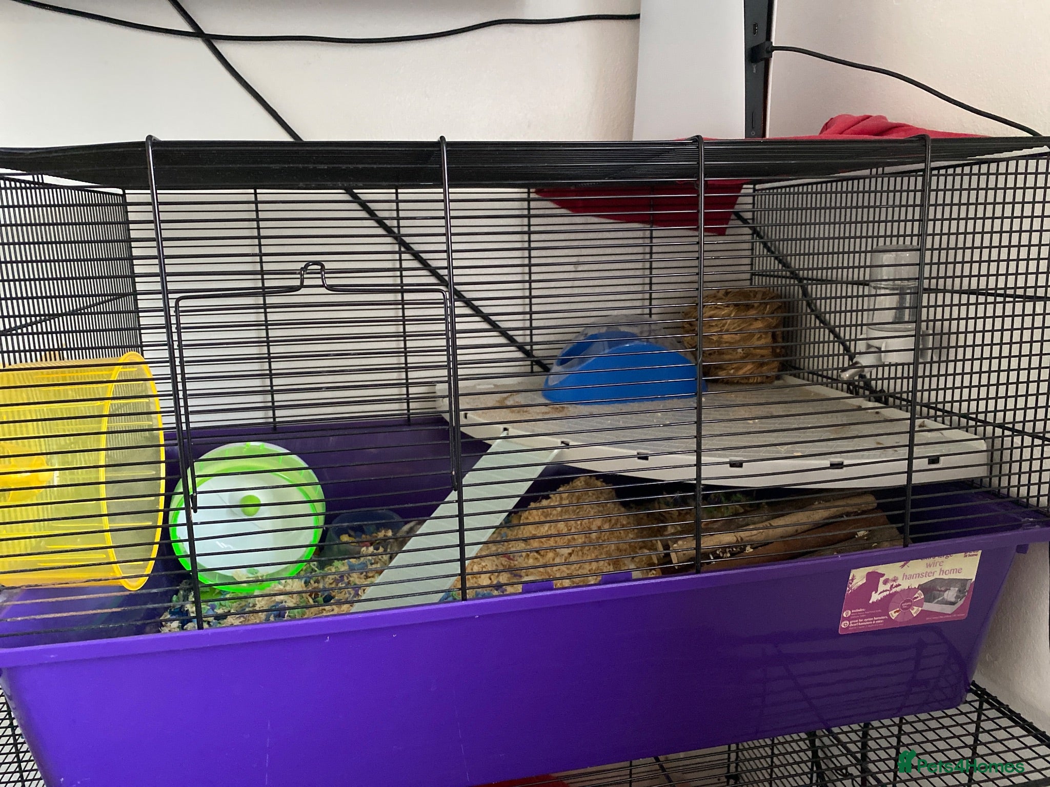 Hamster rodents Russian Dwarf hamster  - Advert 1