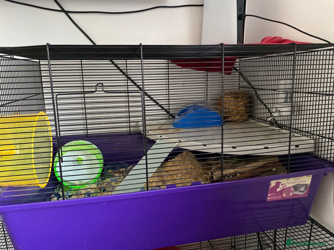 Hamster rodents for sale: Russian Dwarf hamster  in Farnborough - Advert 1