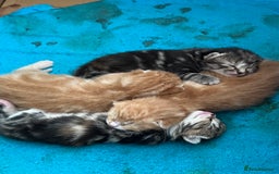 Mixed Breed cats for sale:  Beautiful Kittens for Sale – 2 Boys & 2 Girls 🐾 - Image 32