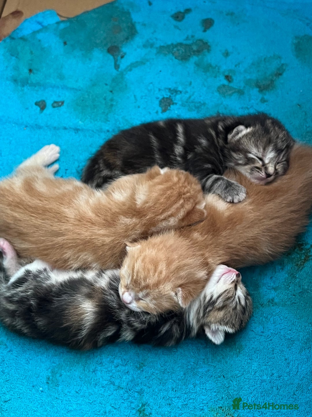 Mixed Breed cats for sale:  Beautiful Kittens for Sale – 2 Boys & 2 Girls 🐾 - Image 32