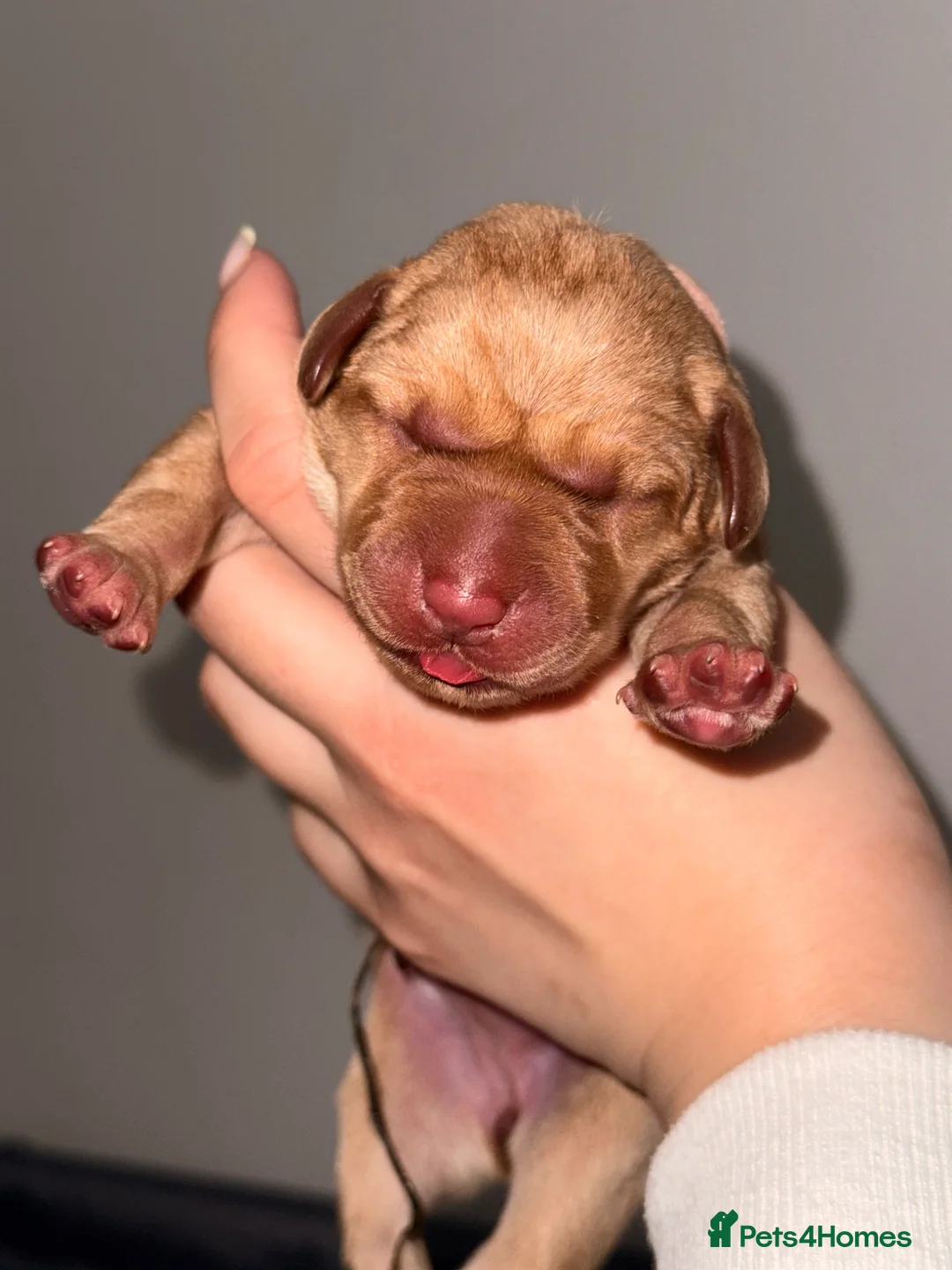 Labrador Retriever dogs for sale: Beautiful Labrador Puppies  - Advert 2