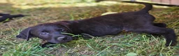 Labrador Retriever dogs for sale: Gorgeous Black Labrador Puppies - Advert 4