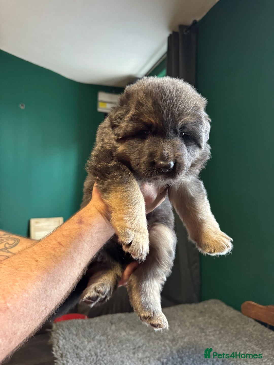 German Shepherd dogs for sale: German Shepherd Litter - Image 1