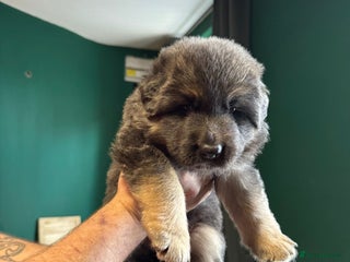 German Shepherd dogs - Advert 2