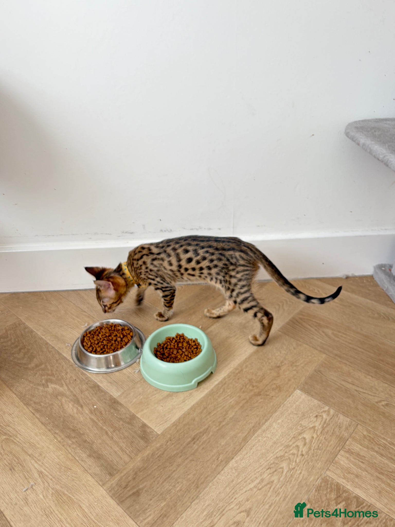Savannah cats FINAL FEMALE SAVANNAH F3 Savannah Kitten TICA Reg - Advert 1