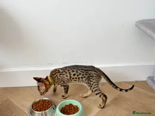 Savannah cats FINAL FEMALE SAVANNAH F3 Savannah Kitten TICA Reg - Advert 1