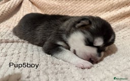 Utonagan dogs for sale: Siberian husky x malamute puppies - Image 19