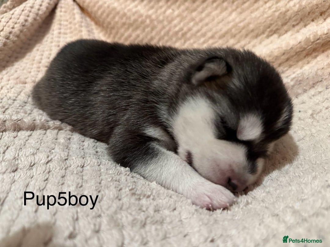 Utonagan dogs for sale: Siberian husky x malamute puppies - Image 19