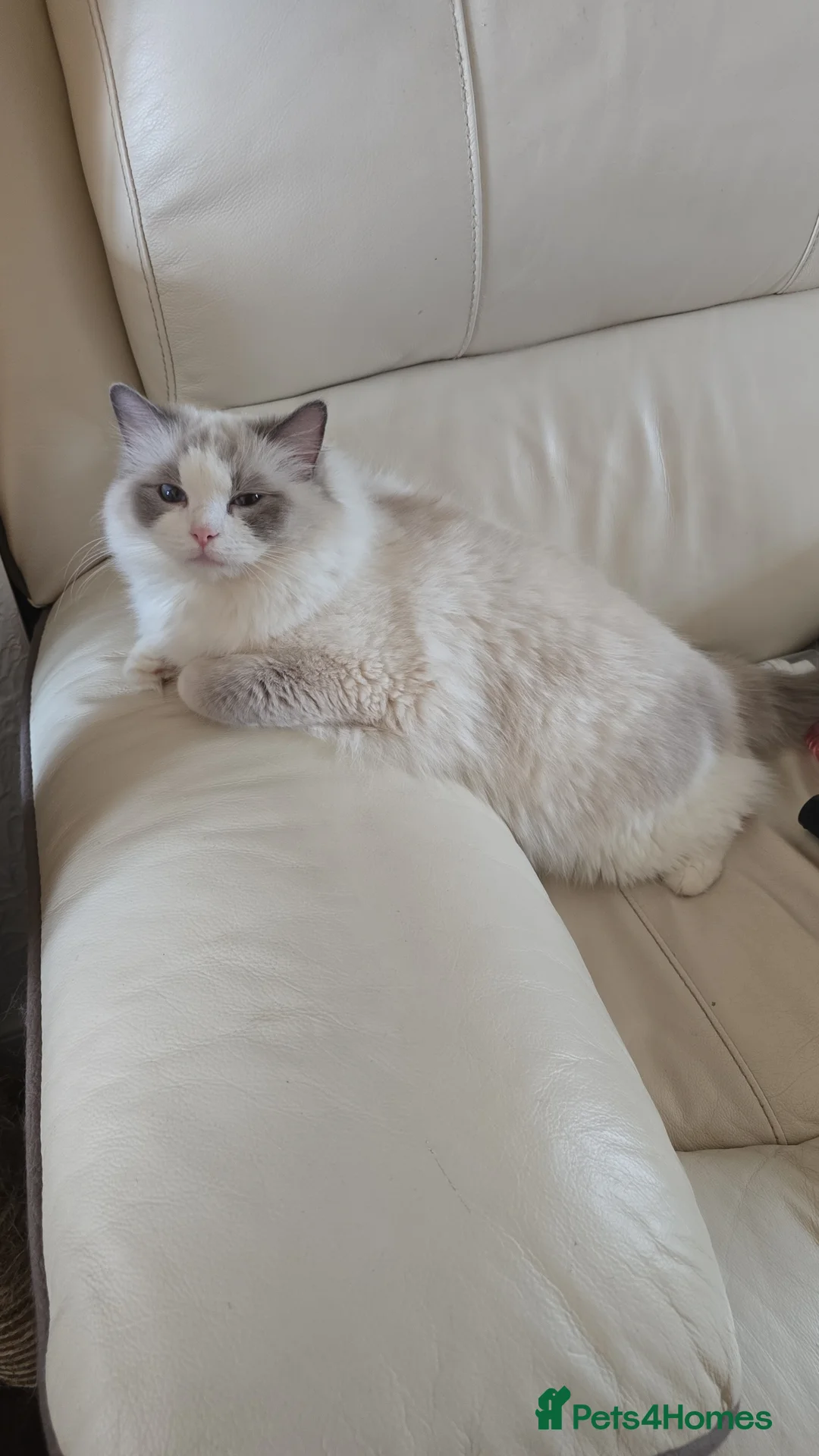 Ragdoll cats for sale: Ragdoll - Advert 2