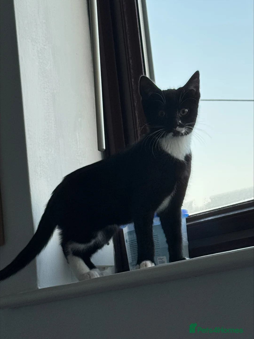 Mixed Breed cats for sale: 2x cats for Sale PLEASE READ DESCRIPTION!!!! - Advert 7