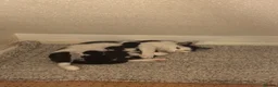 Domestic Shorthair cats for sale: Chaos ginger kitten - Advert 3