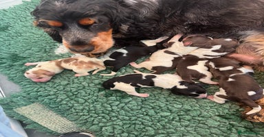 Cocker Spaniel dogs - Advert 1