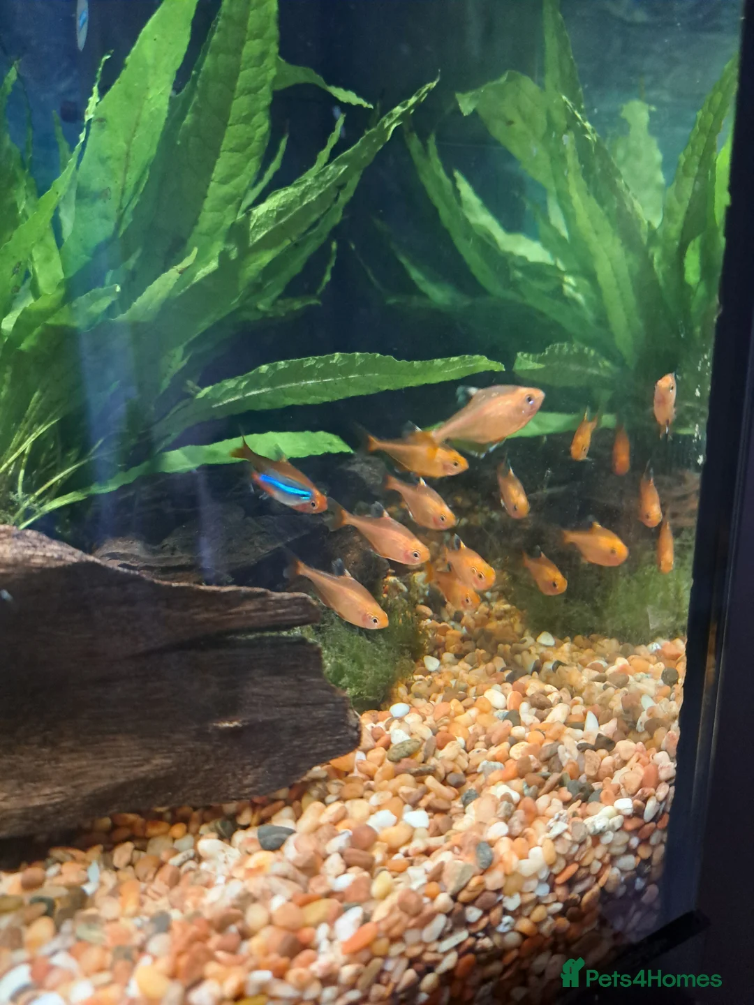 Tetras fish for sale: Serpae tetra  - Advert 2