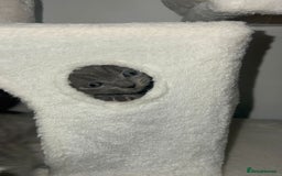 British Shorthair cats for sale: BRITISH SHORTHAIR PEDIGREE - FIRST LITTER - Image 9