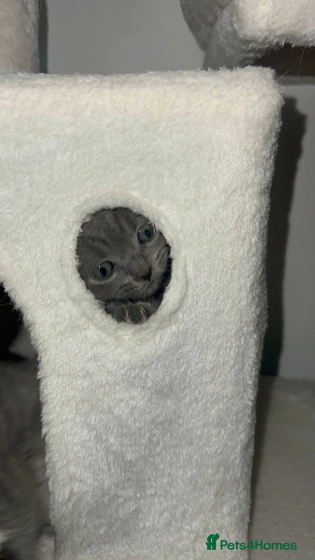 British Shorthair cats for sale: BRITISH SHORTHAIR PEDIGREE - FIRST LITTER - Image 9