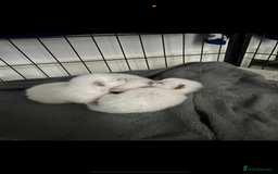 Ragdoll cats for sale: Absolutely Stunning litter of pure Ragdoll kittens - Image 10