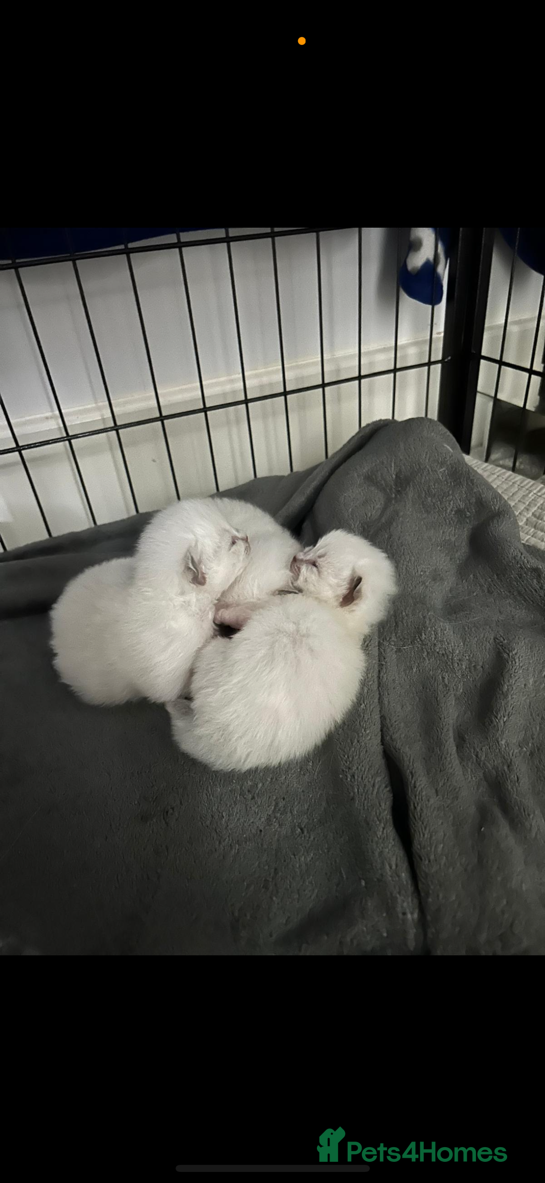 Ragdoll cats for sale: Absolutely Stunning litter of pure Ragdoll kittens - Image 10