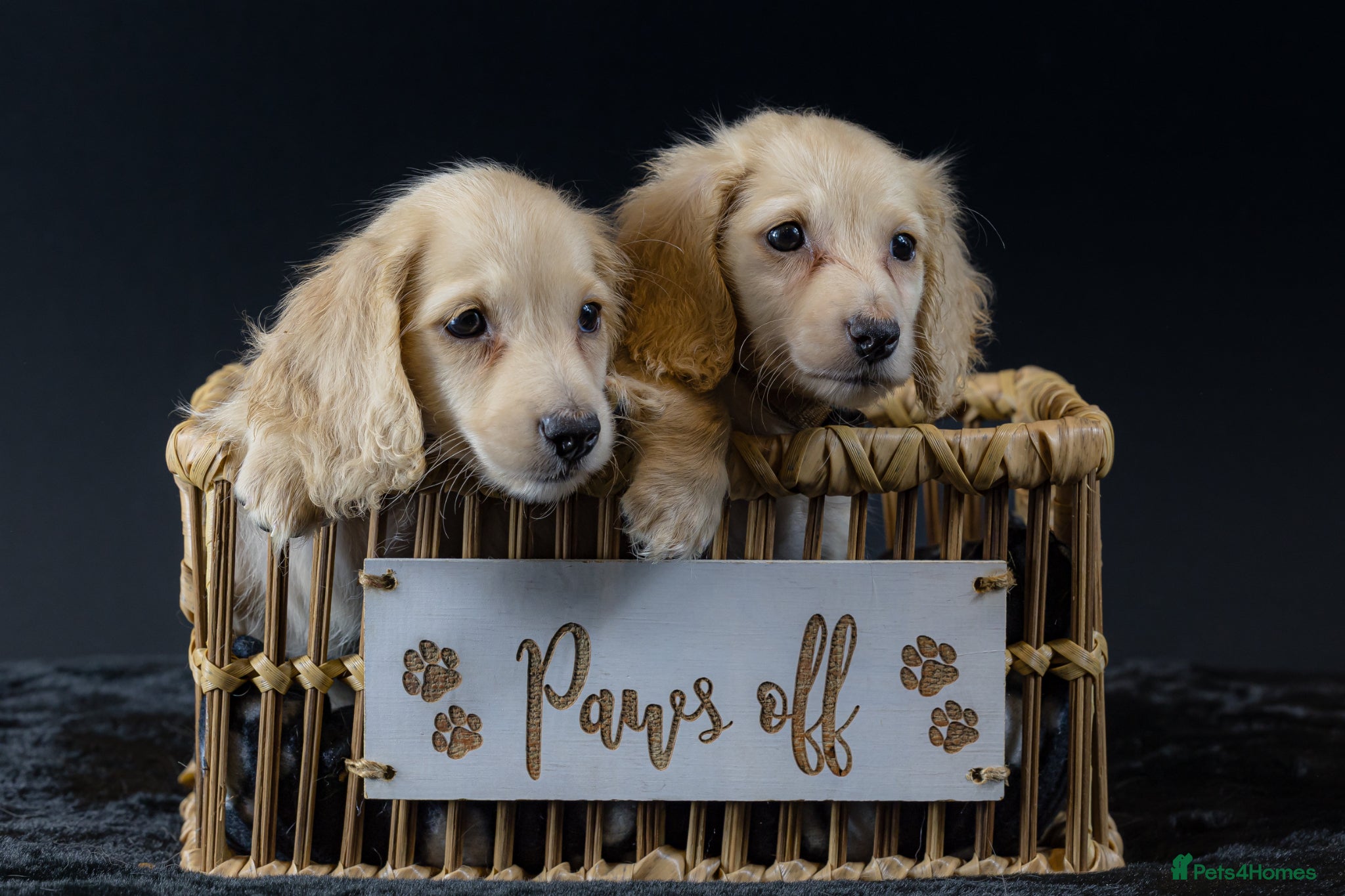 Miniature Dachshund dogs Exceptional PRA clear champion L/H Dachshund 🤍 - Advert 2