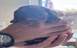 Miniature Dachshund dogs for sale: Long haired miniature dachshunds  - Advert 7