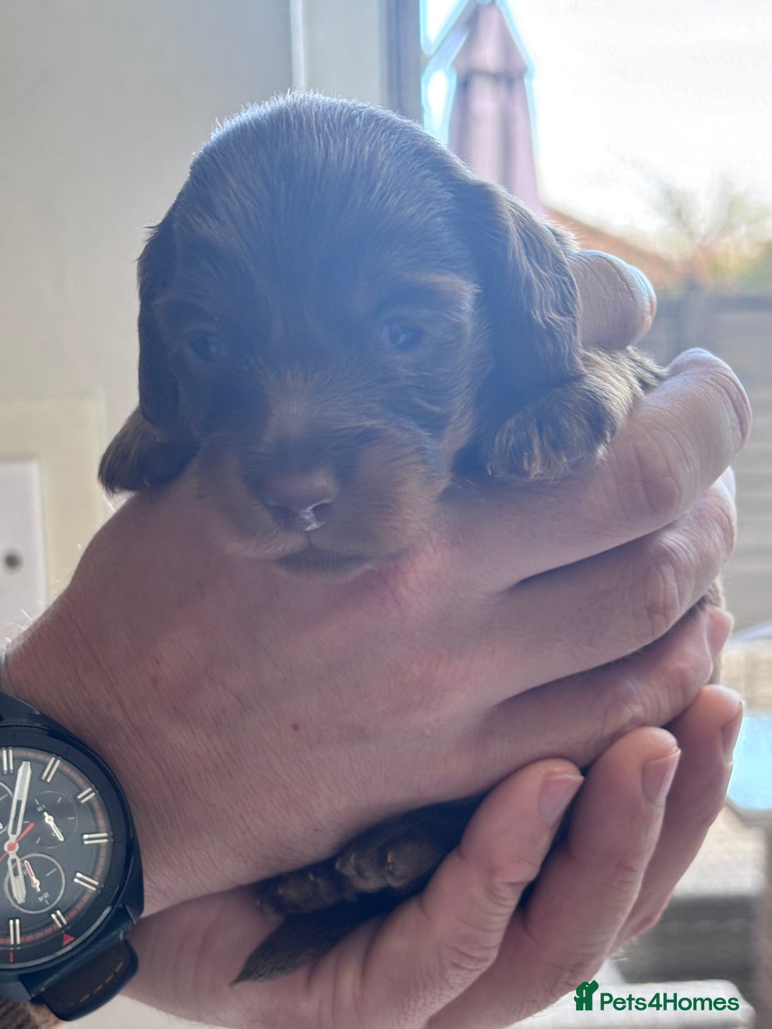 Miniature Dachshund dogs for sale: Long haired miniature dachshunds  - Advert 7