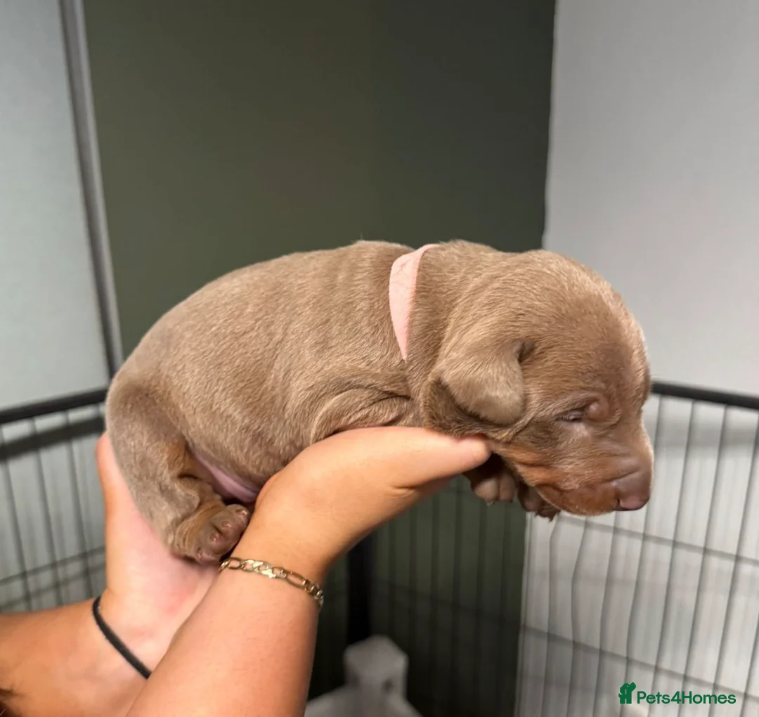 Dobermann dogs for sale: Chocolate & Isabella Doberman puppies for sale  - Advert 25