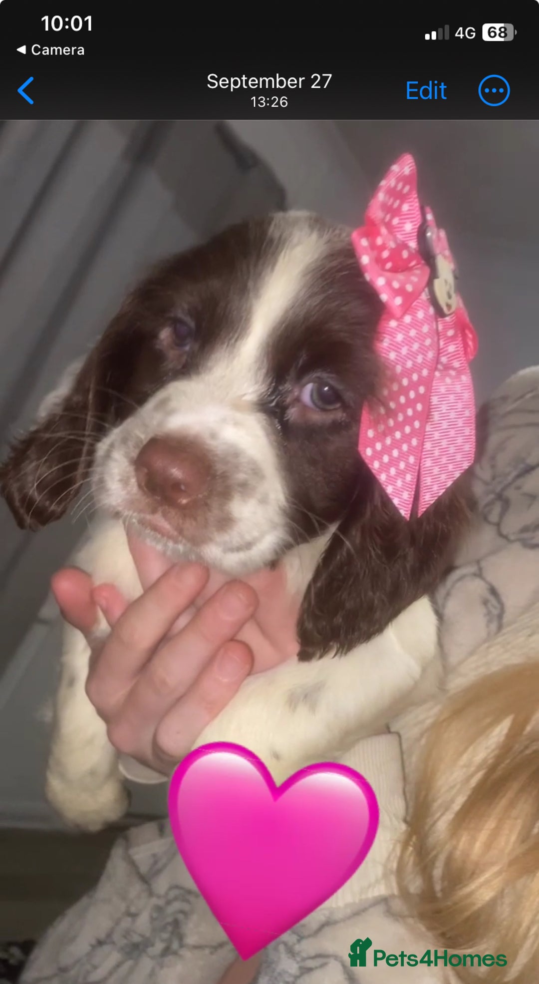 Sprocker dogs for sale: Sprocker spaniel puppy’s  - Advert 7