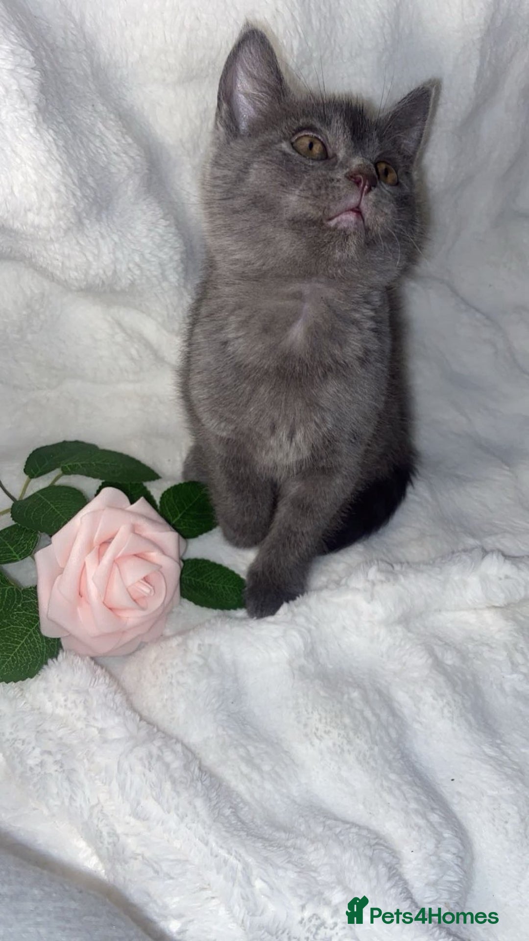 Mixed Breed cats for sale: Adorable Spyhnx X BSH Male Kitten Ready To Leave🏡 - Advert 4