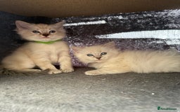 Ragdoll cats for sale: *stunning* litter of 7 ragdoll kittens  - Image 21