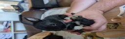 Netherland Dwarf rabbits for sale: Netherland dwarf rabbits - Advert 18