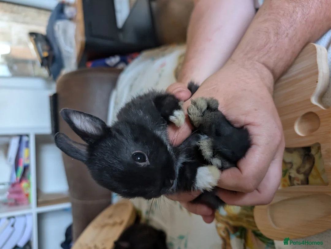 Netherland Dwarf rabbits for sale: Netherland dwarf rabbits - Advert 18