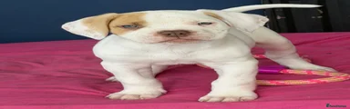 Mixed Breed 2