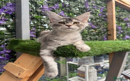 Maine Coon cats for sale: Russian bloodline Maine Coon Kittens 20+Gen! 🏆 - Image 12