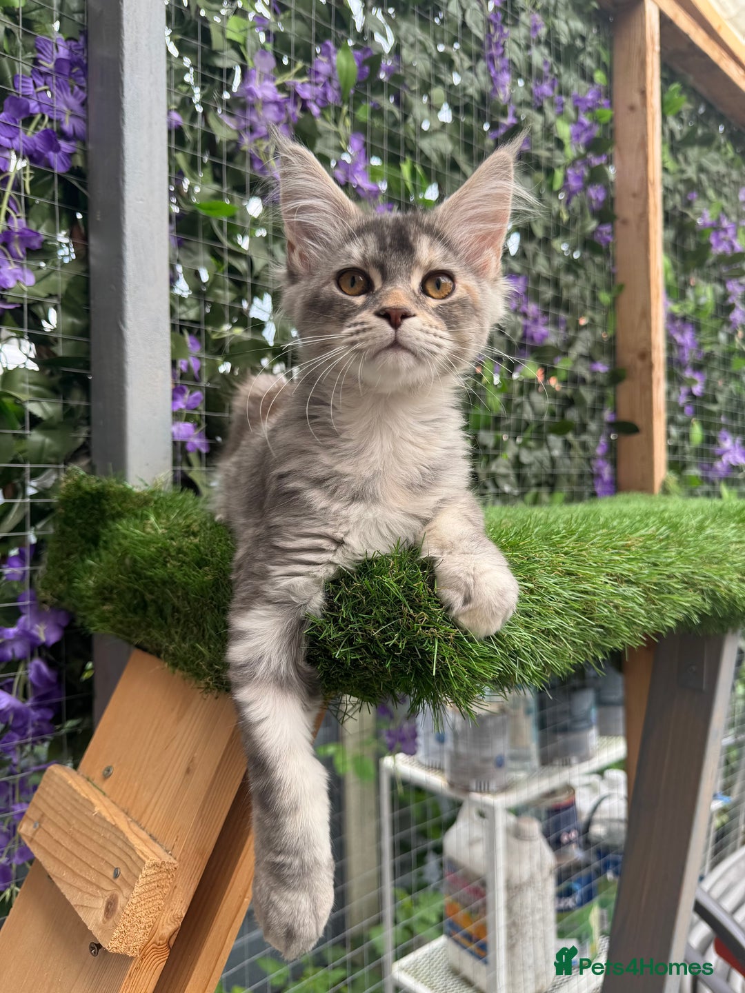Maine Coon cats for sale: Russian bloodline Maine Coon Kittens 20+Gen! 🏆 - Image 12