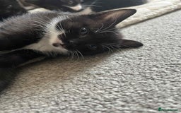 Domestic Shorthair cats for sale: 4 beautiful kittens  - Image 7