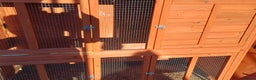 Mixed Breed rabbits for sale: 2 pets at home rabbit hutches  - Advert 5