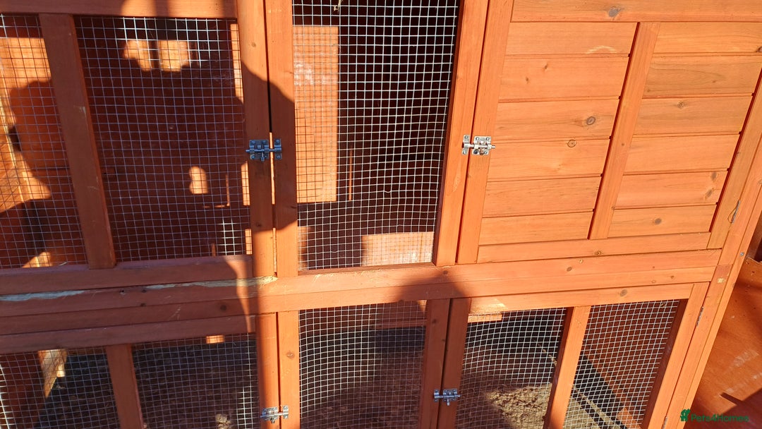 Mixed Breed rabbits for sale: 2 pets at home rabbit hutches  - Advert 5