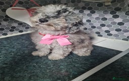 Toy Poodle dogs for sale: 4 beautiful girls, toy poodle puppies  - Image 1