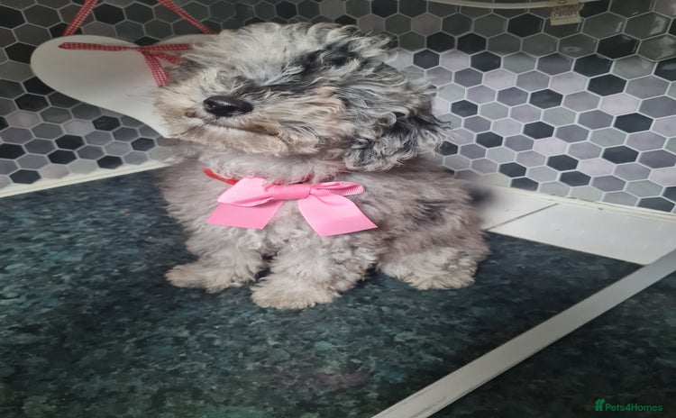 Toy Poodle dogs - Advert 12