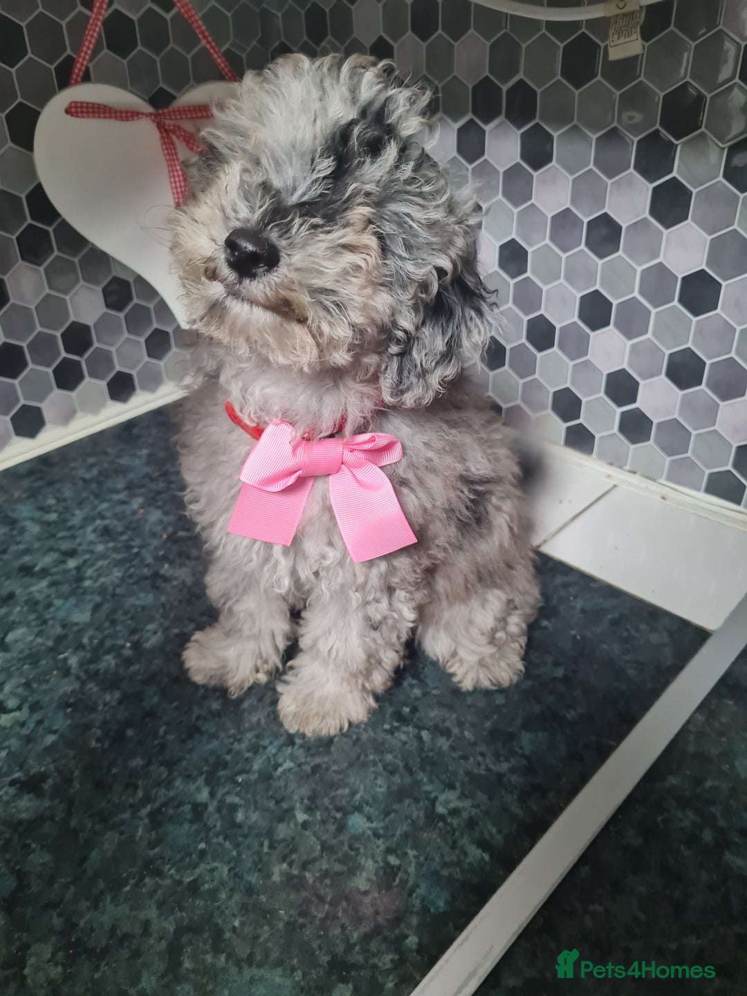 Toy Poodle dogs for sale: 4 beautiful girls, toy poodle puppies  - Image 1