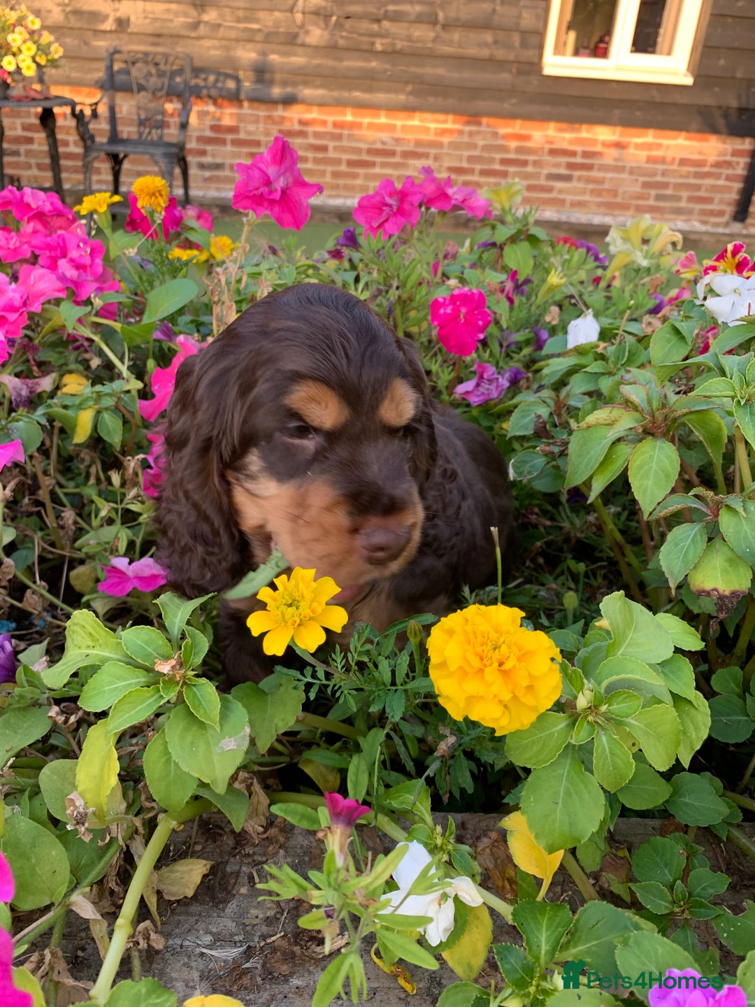 Cocker Spaniel dogs for sale: 5* LICENSED READY KC SHOW H/TESTED PUPPIES  - Image 22