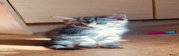 British Shorthair cats for sale: Lovely adorable Kittens FOR SALE Mixed Newquay  - Advert 29