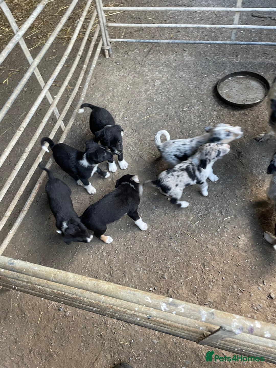 Border Collie dogs for sale: 4 x Female / 3 x Male Blue Merle & B/W Collies - Image 3