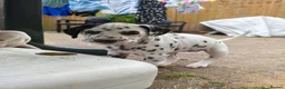 Dalmatian dogs for sale: 1 boy , 2 girls left  - Advert 28